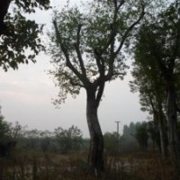 湖北樸樹基地/湖北樸樹價(jià)格/湖北樸樹產(chǎn)地