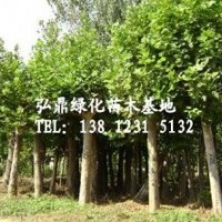 供應(yīng)法桐樹，法桐樹價(jià)格，法桐規(guī)格齊全
