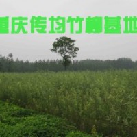 竹柳3號經(jīng)濟(jì)效益分析
