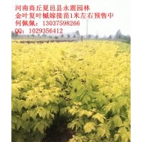 長(zhǎng)期供應(yīng)金葉復(fù)葉槭