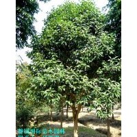 大葉女貞/低價出售