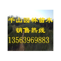 供應(yīng)山西營養(yǎng)袋側(cè)柏苗，山西50-80公分側(cè)柏小苗