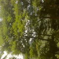 甩！小葉榕 香樟 本地木棉