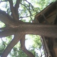 直供國槐，帶帽國槐，原生國槐