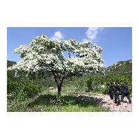 暴馬丁香山西暴馬丁香山西流蘇樹滿山的暴馬丁香流蘇樹價(jià)低質(zhì)優(yōu)