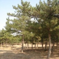 大量批發(fā)油松，黑松，樟子松工程綠化苗木