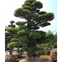羅漢松