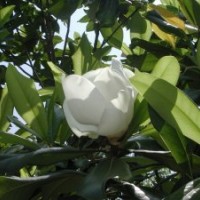 廣玉蘭，廣玉蘭小苗，潢川廣玉蘭