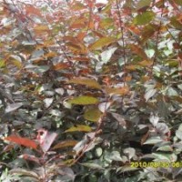 2013年農(nóng)戶急售【芽】高原之火，亞當，