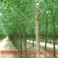 楊樹107,109,214,72等優(yōu)良品種!桂花苗,紅楓,紫薇,紅葉石楠,銀杏,