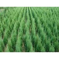 側(cè)柏苗、側(cè)柏（1.5米側(cè)柏、側(cè)柏小苗）山西側(cè)柏苗