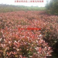 紅葉石楠、紅葉李、紫薇、大葉女貞、香樟、烏桕、樸樹、合歡