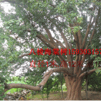 八棱海棠樹，山杏，低價出售，低價精品