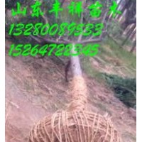 十五公分國槐價格