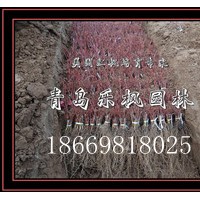青島樂楓園林 主銷售 美國(guó)紅楓園藝品種秋火焰