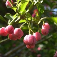供應(yīng) 衛(wèi)矛、扶芳藤、金葉女貞、櫻花、紫荊