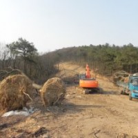 滁州君潤:供應(yīng)各規(guī)格大量樸樹