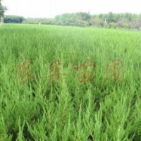 供應(yīng) 龍柏衛(wèi)矛木槿、扶芳藤、金葉女貞、大葉黃楊、小葉黃楊