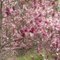 供應(yīng)各種花木、苗木國槐,青桐,櫻花