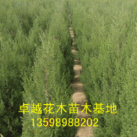 供應(yīng)：國槐、欒樹、合歡、青桐、白臘、大葉女貞、垂柳