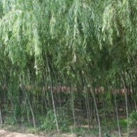 供應(yīng)垂柳，垂柳苗 ，垂柳價格，垂柳樹
