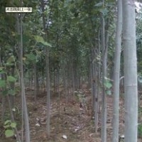 本基地超低價(jià)出售速生楊、國(guó)槐、白蠟
