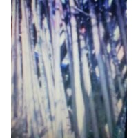 國槐3-40公分