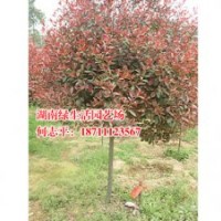 湖南紅葉石楠低價(jià)處理