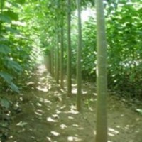 低價供應一年生速生楊樹苗