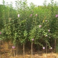 送貨上門木槿.火棘.紅瑞木.云南黃馨,金邊黃楊.繡線菊.