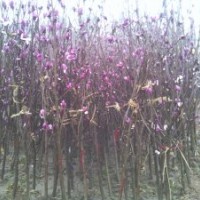 紫白玉蘭苗批發(fā)3.5元一棵