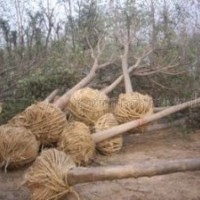 6公分國槐價格