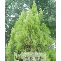 白皮松
