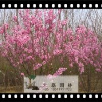山桃
