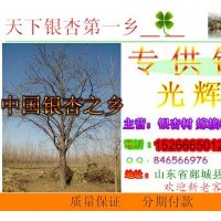 低價大量供應(yīng)銀杏樹