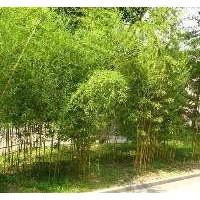 檜柏小苗價(jià)格