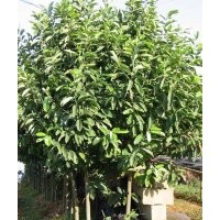 供應(yīng)深山含笑、黃楊、紅綠梅、十大功勞