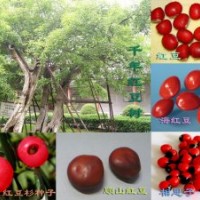 供應紅豆樹