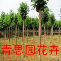 綠化工程苗木 白蠟樹(shù)苗 羅根頂桿5-20公分白蠟
