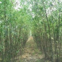 山西萬豐竹柳,全國低價銷售