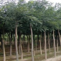 供應國槐樹苗