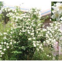 供應(yīng)廊坊太平花