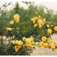 供應(yīng)河北頂級(jí)黃刺玫 迎春花