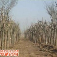 供應(yīng)8公分國槐10公分國槐12公分國槐