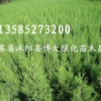 蜀檜（塔柏)（高15-200公分）檜柏、蜀檜小苗