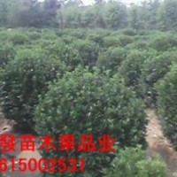 大葉黃楊球價(jià)格65-75元上車