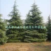 綠化用樹 工程樹 雪松 批發(fā)雪松大樹 自產自銷