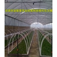 合進竹柳快繁苗---2013竹柳最新價格