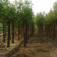 供應(yīng)柳樹(shù) 香花槐 法桐  香花槐