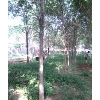 專供大喬木白蠟，國(guó)槐，法桐，合歡，柳樹